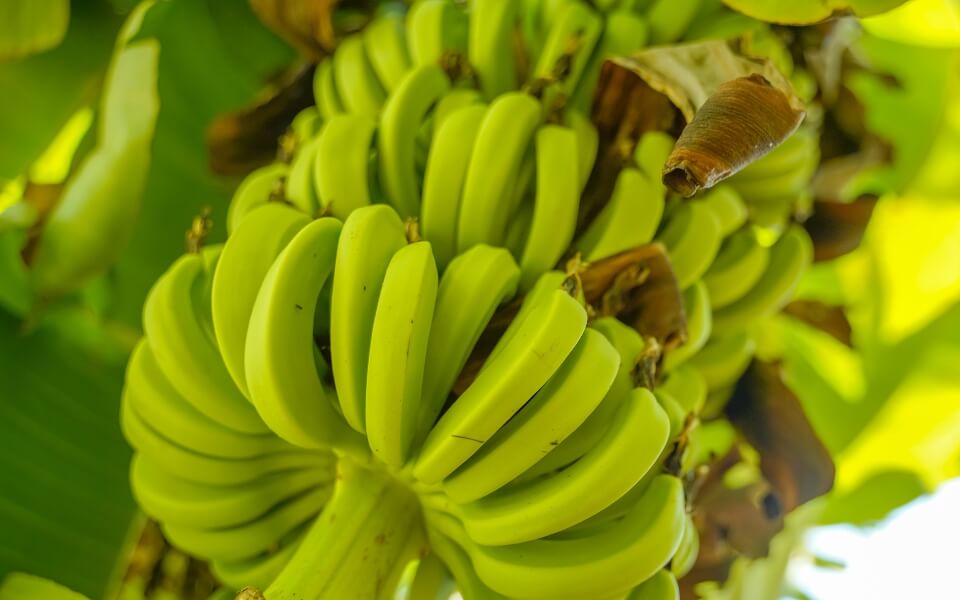 Ihumate Banana Nutrition Plan: Promoting fruit expansion and storage durability.
