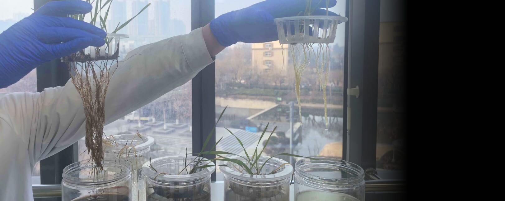 Ihumate R&D staff observing root development effects to ensure growth-promoting efficacy.