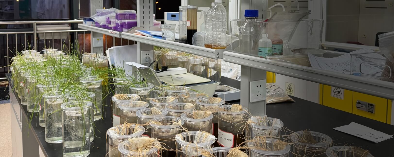 Ihumate fertilizer comparison tests verifying protection against wilting in harsh environments.