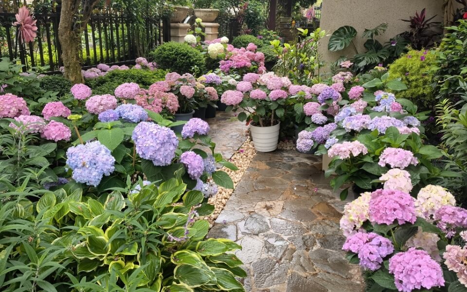 Ihumate Flower Nutrition Plan: Balanced organic nutrition for ornamental plants.