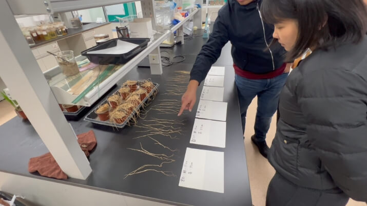 Lab researchers demonstrating root growth comparison after applying Ihumate fertilizer.