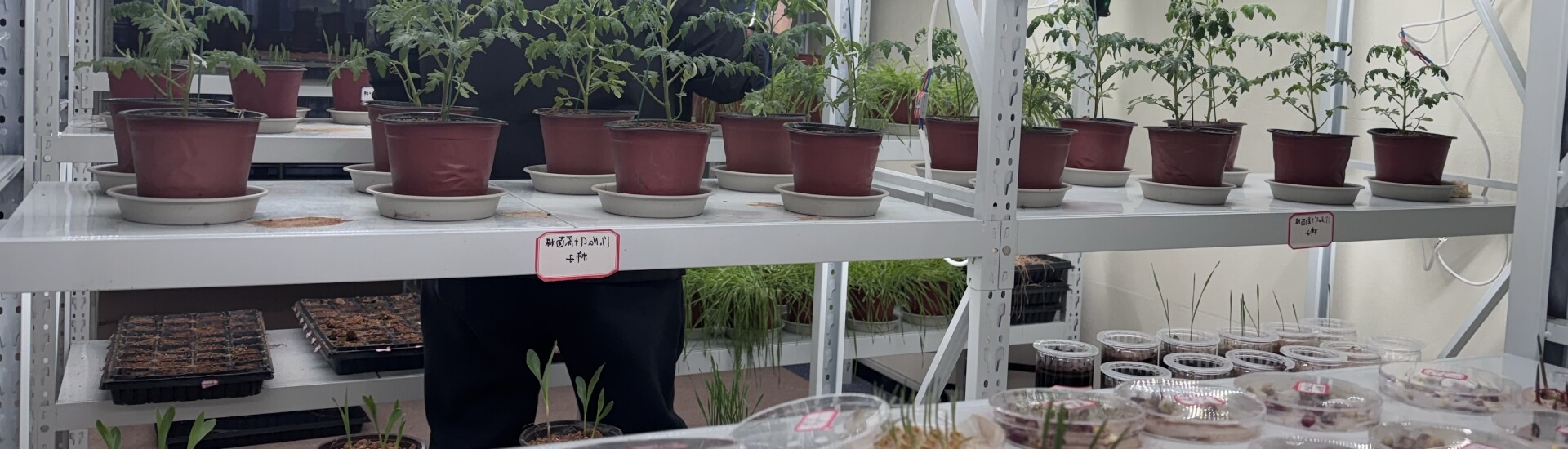 Ihumate Lab pot experiments evaluating fertilizer formulas in controlled environments.