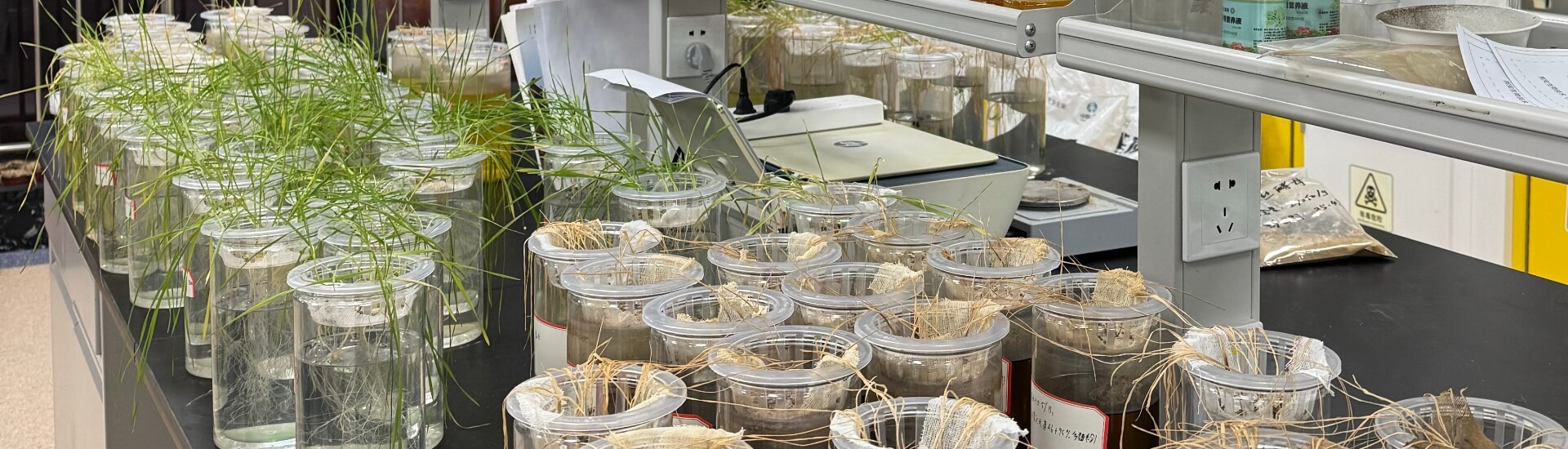 Ihumate Wheat Nutrition Plan: Significantly improving seedling survival and vitality.