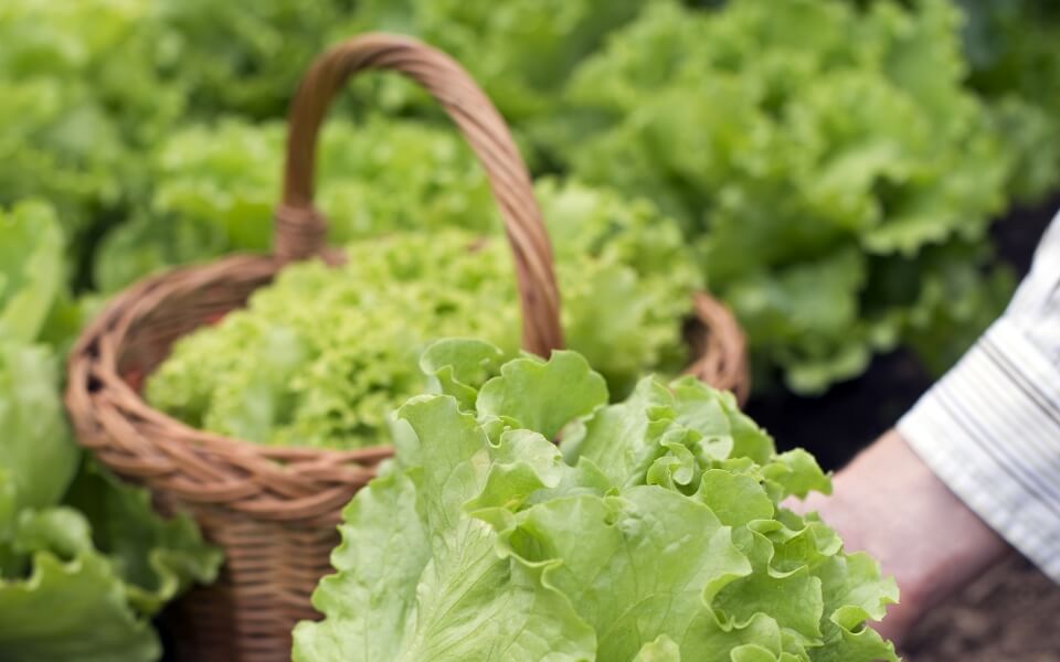 Ihumate Vegetable Nutrition Plan: Enhancing photosynthesis and market value.