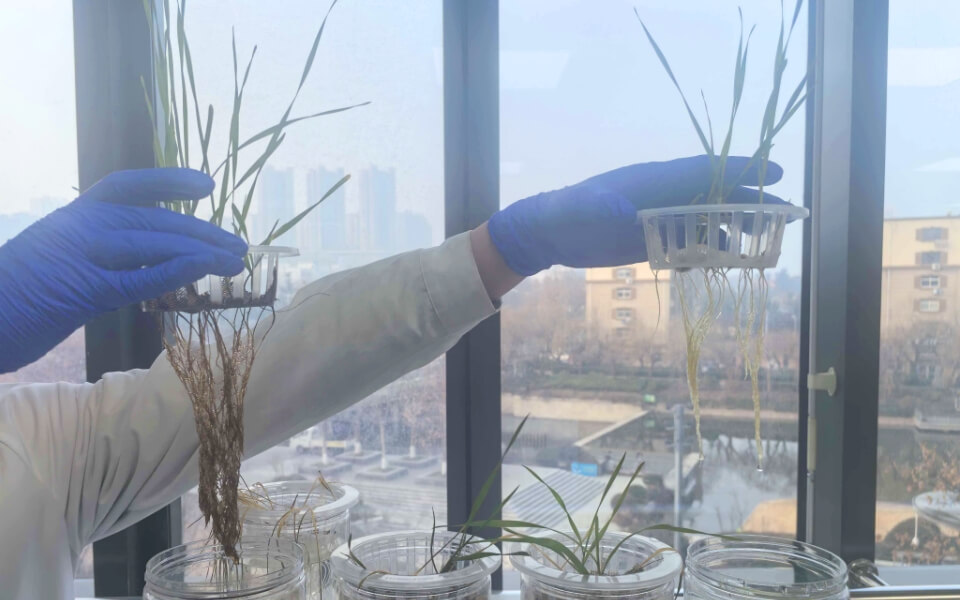 Ihumate researchers observing root growth to verify nutrient absorption efficiency.