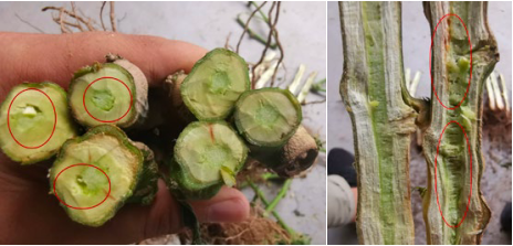 Chili stem cross-sections comparing the microbial inoculation group with the untreated control