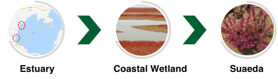Sampling locations for Suaeda in an estuary coastal wetland