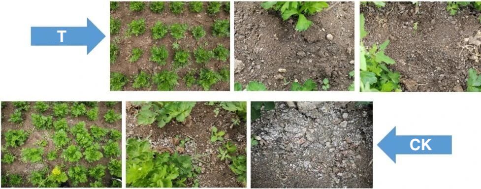 Saline soil condition before and after salt-tolerant microbial inoculation