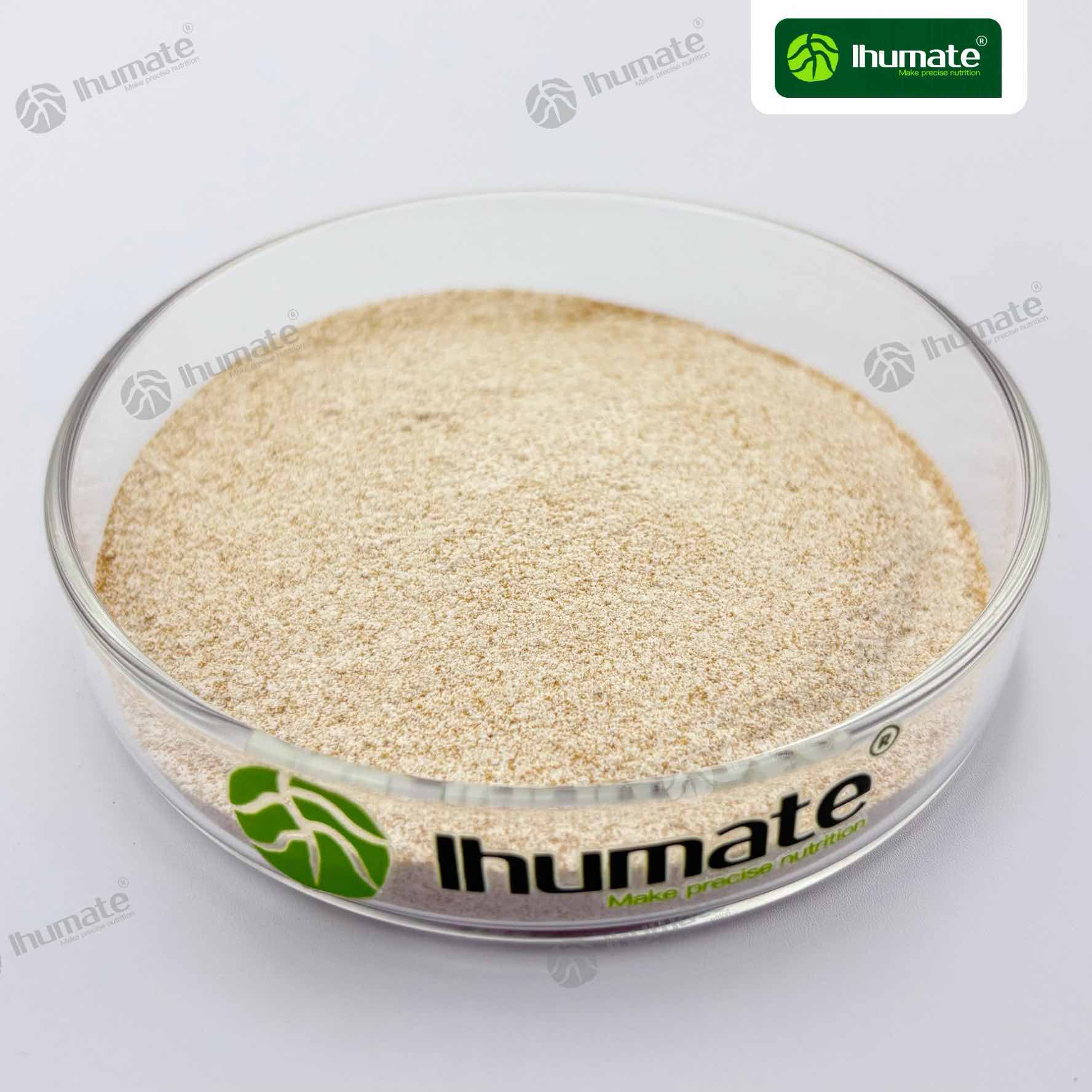 Ihumate BioShield multi-strain Bacillus biocontrol powder in a petri dish as the product video cover