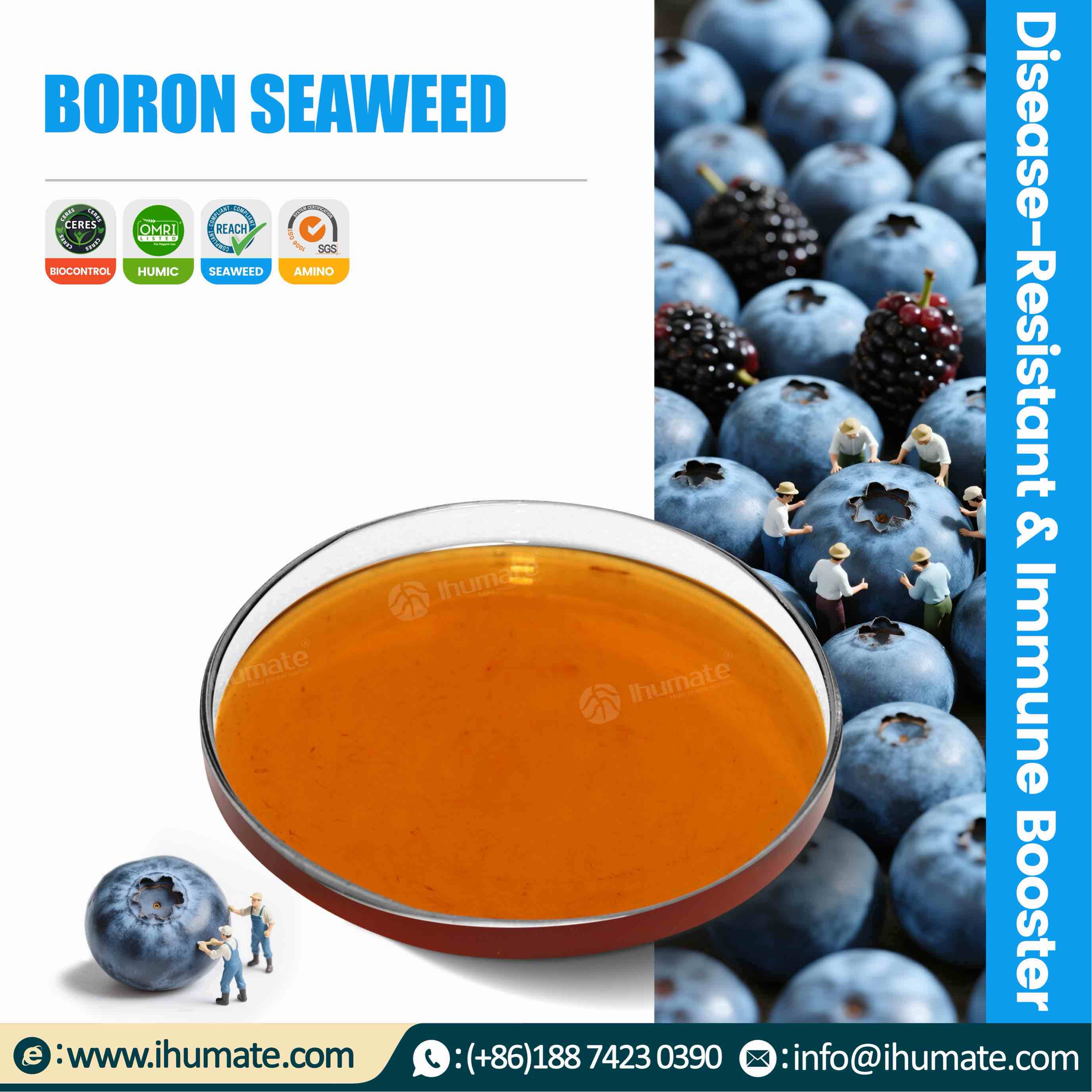 Ihumate Boron Seaweed Liquid Fertilizer promotional image showing the advantage of seaweed active substances promoting efficient boron absorption