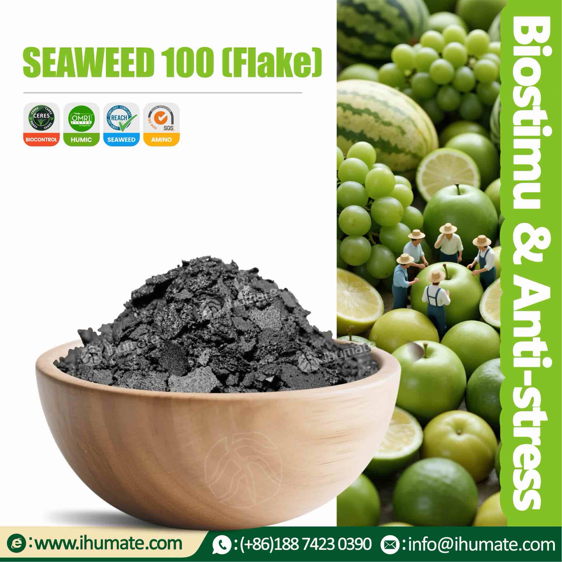 Ihumate black shiny seaweed extract flakes display, no impurities